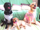 伊澤様と子犬リアンちゃんのお手紙1